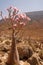 A flowering endemic bottle tree in a valley among mountains. island of Socotra. Amazing plants of the planet.