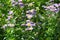 Flowering Erigeron in the garden