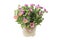 Flowering erigeron plant