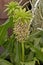 Flowering Eucomis bicolor Pineapple Lily