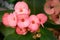 Flowering Euphorbia mili,red Flower.