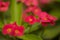 Flowering Euphorbia milii, the crown of thorns