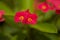 Flowering Euphorbia milii, the crown of thorns