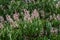 Flowering European horse-chestnut tree creating a natural display, background of green palmate leaves and upright white, pinkish f