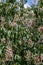 Flowering European horse-chestnut tree creating a natural display, background of green palmate leaves and upright white, pinkish f