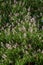 Flowering European horse-chestnut tree creating a natural display, background of green palmate leaves and upright white, pinkish f