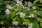 Flowering European pipe shrub, Philadelphus coronarius