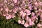 Flowering evening primrose four-winged
