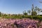 Flowering evening primrose four-winged. Boulevard in Baku