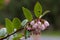 Flowering Evergreen Huckleberry