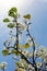 Flowering Evergreen Pear tree, UCSD