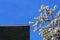 Flowering Evergreen Pear tree, UCSD