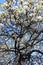 Flowering Evergreen Pear tree, UCSD