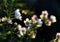 Flowering evergreen shrub Chamelacium Chamelaucium