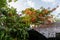 Flowering exotic plants above the roof of the house.