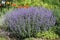 Flowering Faassen`s blue catmint Nepeta faassenii plants in garden