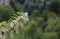 Flowering False Acacia