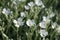 Flowering felted felt, cerastium