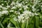 Flowering field Allium ursinum wild garlic, ramsons, buckrams, broad-leaved garlic, wood garlic, bear leek or bear\\\'s