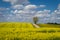 Flowering field of bright yellow rapeseed or colza