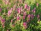 Flowering field cow-wheat. Melampyrum arvense . beautiful wildflowers at sunset in June