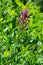 Flowering field cow-wheat. Melampyrum arvense . beautiful wildflowers at sunset in June