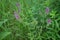 Flowering field cow-wheat Melampyrum arvense.Melampyrum in the family Orobanchaceae