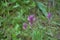 Flowering field cow-wheat Melampyrum arvense.Melampyrum in the family Orobanchaceae