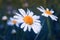 Flowering field delicate daisies