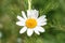 Flowering field delicate daisies