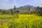 Flowering field before mountainside village in sunny spring