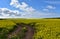 Flowering Field of Rape Seed with a Dirt Trail through The Blossoms