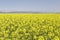 Flowering field of rapeseed canola or colza.