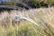 Flowering field of steppe feather grass.