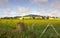 Flowering fields of Canola