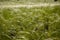 flowering fields of feather grass