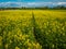 Flowering fields of yellow rapeseed. Sunny spring day. Nature