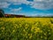 Flowering fields of yellow rapeseed. Sunny spring day. Nature