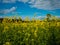 Flowering fields of yellow rapeseed. Sunny spring day. Nature