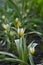 Flowering of the first perennial tulips in spring