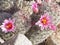 Flowering Fishhook Pincushion cactus in AZ desert