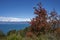 Flowering flame bushes along the Carretera Austral