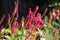 Flowering flames of the knotweed Persicaria amplexicaulis firetail in the morning light