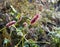 Flowering flames of the knotweed Persicaria amplexicaulis firetail in the morning light