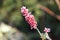 Flowering flames of the knotweed Persicaria amplexicaulis firetail in the morning light