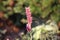 Flowering flames of the knotweed Persicaria amplexicaulis firetail in the morning light