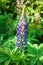 flowering flower-candle lupine in spring, single, closeup