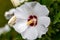 Flowering flower head of white hibiscus