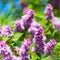 Flowering flowers of lilac tree at spring