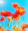 Flowering flowers of scarlet poppies